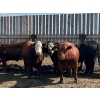 Image 2 : Hillsvale Farming Co. Ltd. - 76 Angus/Angus X Fed Steers (Cut Knife, SK)