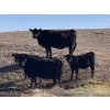 Image 3 : TNT Cattle Co. Ltd. - 500# October Delivery Steer Calves - 95 Head (Manyberries, AB)