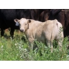 Image 9 : Calvin Rydzik - 625# November Delivery Steer Calves - 100 Head (Glenavon, SK)