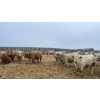 Image 5 : Cross Bar Ranch - 1050# April Delivery Steers - 54 Head (Consort, AB)