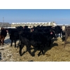 Image 4 : Kris Springer - 50 November Delivery Black Angus X Bred Heifers (Foam Lake, SK)