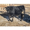 Image 3 : Drew Bayes - 820# Jan/Feb Delivery Steers - 49 Head (Trochu, AB)