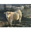 Image 2 : Winnifred Colony Farming Ltd. - 835# February Delivery Heifers - 44 Head (Winnifred, AB)