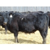 Image 5 : Leon Torkelson - 710# April Delivery Heifers - 90 Head (Millicent, AB)