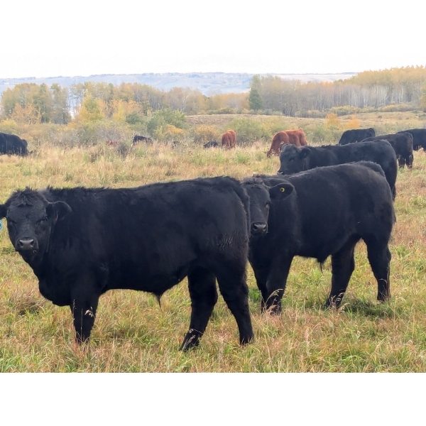 LJ Ranch & Wineglass Ranch - 620# October Delivery Steer Calves - 80 Head (Cochrane, AB) VBP+