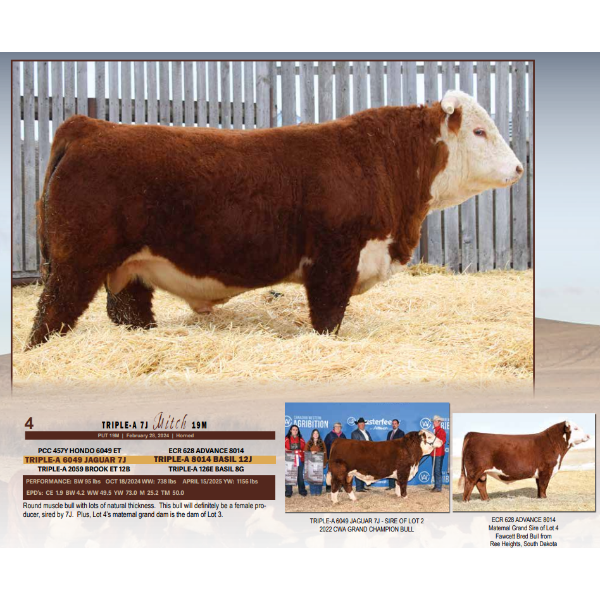 Triple-A 7J Mitch 19M 