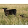 Image 5 : Vredegoor Ranch - 440# October Delivery Heifer Calves - 80 Head (Handhills, AB)