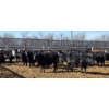 Image 5 : South Island Farms - 710# March/April Delivery Steers - 48 Head (Bow Island, AB)