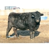 Image 4 : Black Powder Cattle Company - 43 Angus X Simm Sept/Oct Calving Young Bred Cows (Oxbow, SK)