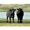 Image 3 : Kings Corner Farms - 860# August Delivery Grass Steers - 142 Head (Corning, SK)