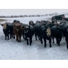 Image 3 : Larry Jones - 625# December Weaned Steers - 160 Head (Balzac, AB)