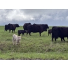 Image 8 : Hanging H Ranch Ltd. - 525# November Delivery Steer Calves - 110 Head (Marwayne, AB)