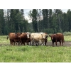 Image 2 : John Bland - 960# September Delivery Grass Heifers - 130 Head (Rimbey, AB)