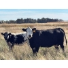 Image 3 : Donovan Banman - 630# October Delivery Heifer Calves - 50 Head (Hays, AB)