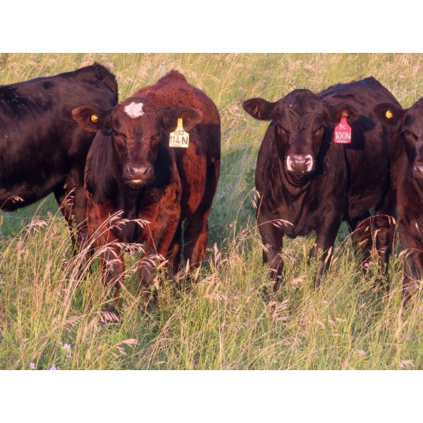 Storle Farms Ltd. - 540# October Delivery Steer Calves - 20 Head (Lake Alma, SK)