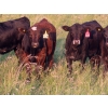 Image 1 : Storle Farms Ltd. - 540# October Delivery Steer Calves - 20 Head (Lake Alma, SK)