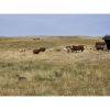 Image 8 : Logan Brothers (Rod, Barry & Bruce) - 615# October Delivery Heifer Calves - 80 Head (Oyen, AB)
