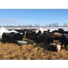 Image 8 : Bar 7 Ranch - 750# April Weaned Heifers - 80 Head (MacGregor, MB)