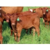 Image 11 : Sentes Farms - 600# October Delivery Steer Calves - 300 Head (Raymore, SK) VBP+