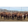 Image 3 : M.S. MacLean Livestock - 940# March Delivery Steers - 31 Head (Coaldale, AB)
