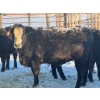 Image 6 : Salty Fox Farms - 50 Black Simm X Bred Heifers (Fork River, MB)
