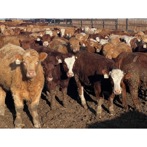 Shark Farms - 770# March Delivery Heifers - 400 Head (Nanton, AB)