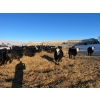Image 4 : Bircham Ranch - 870# March Delivery Steers - 205 Head (Piapot, SK)