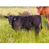 Image 5 : Hockridge Farms Ltd. - 675# December Delivery Steer Calves - 180 Head (Dauphin, MB) VBP+