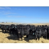 Image 7 : Downie Lake Colony - 860# March Delivery Heifers - 350 Head (Maple Creek, SK)
