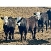 Image 3 : West Ridge Farms - 930# April Delivery Steers - 67 Head (Crossfield, AB)