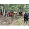 Image 12 : Brady Ranches - 740# October Delivery Steer Calves - 15 Head (Heffley Creek, BC)