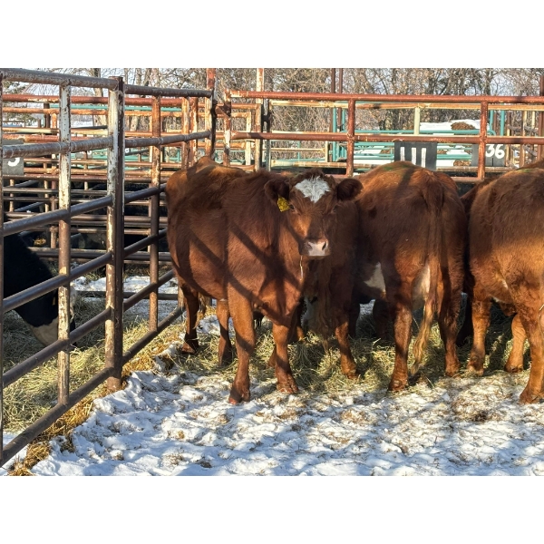 98 Ranch - 5 Second & Third Calvers (Pen 111)