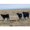 Image 11 : TNT Cattle Co. Ltd. - 500# October Delivery Steer Calves - 95 Head (Manyberries, AB)