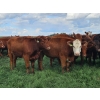 Image 2 : C.O. Johnson & Sons Ranches - 915# September Delivery Grass Heifers - 100 Head (Scandia, AB)