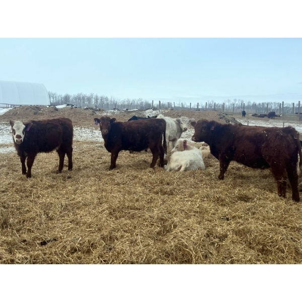 3 Bar Land & Cattle - 700# May Delivery Heifers - 85 Head (Ste. Rose, MB)