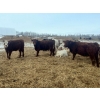 Image 1 : 3 Bar Land & Cattle - 700# May Delivery Heifers - 85 Head (Ste. Rose, MB)