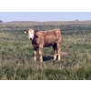 Image 6 : Rude Land & Cattle and Family - 475# October Delivery Heifer Calves - 40 Head (Sedalia, AB)