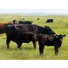 Image 1 : Richard Beekman - 540# November Delivery Heifer Calves - 30 Head (Strathmore, AB)