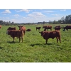 Image 4 : Horizon Ridge Farms - 700# Nov/Dec Delivery Steer Calves - 65 Head (Rimbey, AB)