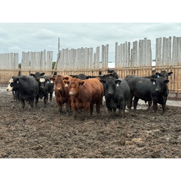 Chipping Hill Cattle Co. - 1100# September Delivery Steers - 216 Head (MacGregor, MB)