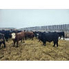 Image 3 : Tee Two Land & Cattle Co. - 760# March/April Delivery Steers - 216 Head (Kelliher, SK) VBP+