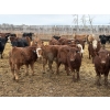 Image 3 : Rice Farms - 950# February Weaned Steers - 124 Head (Lacombe, AB)