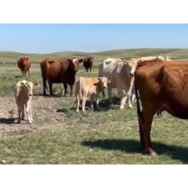 H&K Ranch - 590# October Delivery Steer Calves - 100 Head (Hilda, AB)