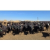 Image 1 : Ripple Rock Ranch - 690# April/May Delivery Heifers - 90 Head (Fincastle, AB)