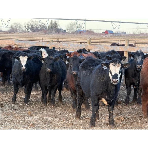 Justin Tateson - 960# March Delivery Steers - 65 Head (Scandia, AB)