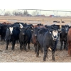 Image 1 : Justin Tateson - 960# March Delivery Steers - 65 Head (Scandia, AB)