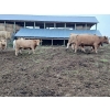 Image 4 : Ootsa Lake Cattle Co. - 25 Charolais X April/May Calving Bred Heifers (Ootsa Lake, BC)
