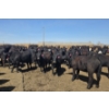 Image 3 : Amber Mountain Farms - 640# May Delivery Heifers - 205 Head (Vauxhall, AB)