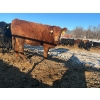 Image 3 : Little Rainbow Ranch - 1150# January Delivery Open Heifers - 40 Head (Moosomin, SK)