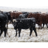 Image 4 : Coal Creek Ranching - 575# December Steer Calves - 85 Head (Brooks, AB)